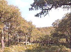 Cadiz:Parque de los Alcornocales