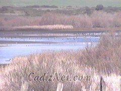 Cadiz:Complejo endorreico de Chiclana