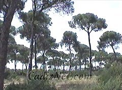 Cadiz:Entorno de Doñana. Pinares de la Algaida