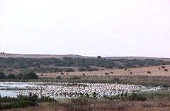 Cadiz: